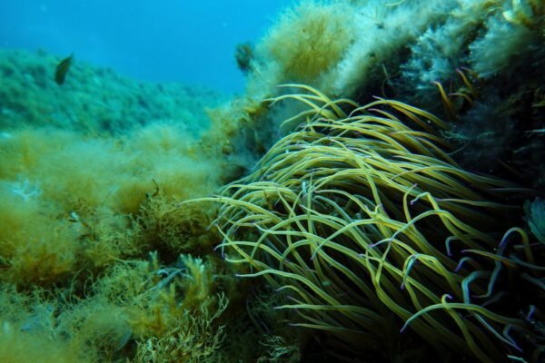 As the UN Ocean Conference opens in France, a push to turn promises into protection As the UN Ocean Conference opens in France, a push to turn promises into protection