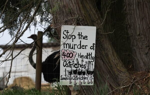B.C. ostrich farm calls for independent testing to prevent ‘unnecessary destruction’ B.C. ostrich farm calls for independent testing to prevent ‘unnecessary destruction’