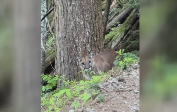 Cougar activity prompts closure of Whistler bike park trails – BC Cougar activity prompts closure of Whistler bike park trails - BC
