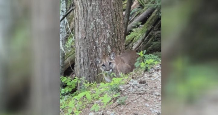 Cougar activity prompts closure of Whistler bike park trails - BC