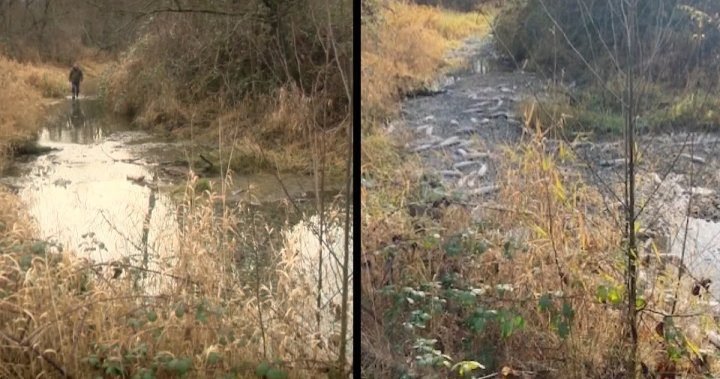 DFO orders halt to gravel mining from salmon-bearing B.C. creek - BC