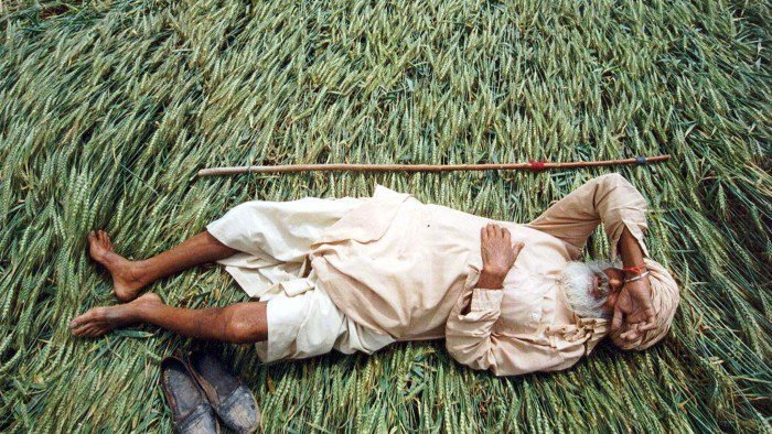 An Indian farmer sleeps on his damaged wheat crop on the outskirts of Chandigarh, India