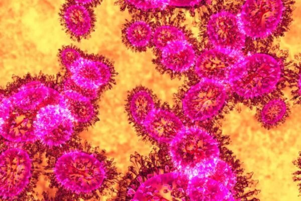 Indigenous rapid detection kit ready to detect Nipah virus with 100% accuracy: Director, ICMR-NIV, ET HealthWorld Indigenous rapid detection kit ready to detect Nipah virus with 100% accuracy: Director, ICMR-NIV, ET HealthWorld