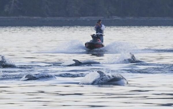 Jet skier fined $5,000 for dolphin encounter near Vancouver Island Jet skier fined $5,000 for dolphin encounter near Vancouver Island