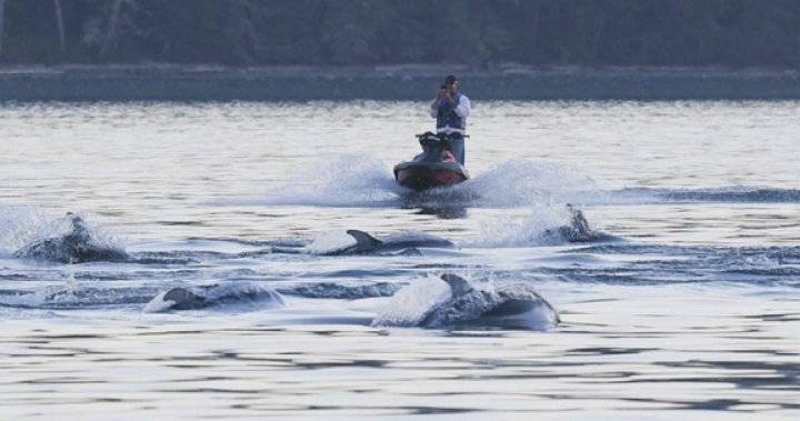 Jet skier fined $5,000 for dolphin encounter near Vancouver Island