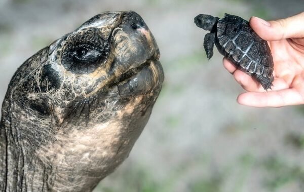 Miami zoo tortoise turns 135 and celebrates his first Father’s Day – National Miami zoo tortoise turns 135 and celebrates his first Father’s Day - National