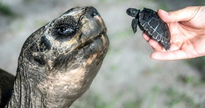 Miami zoo tortoise turns 135 and celebrates his first Father’s Day - National