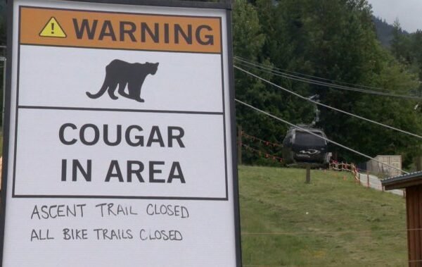 Search for cougars continues at Whistler Blackcomb, area closures remain in effect – BC Search for cougars continues at Whistler Blackcomb, area closures remain in effect - BC