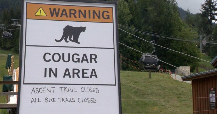 Search for cougars continues at Whistler Blackcomb, area closures remain in effect - BC