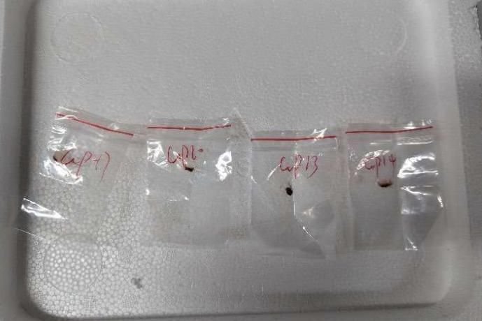 U.S. charges Chinese couple with smuggling fungus that could be 'potential agroterrorism weapon'