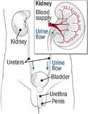 Urinary Tract Infection in Men Urinary Tract Infection in Men